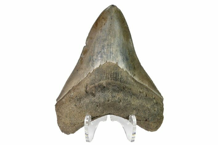 Serrated, Fossil Megalodon Tooth - Georgia #159740